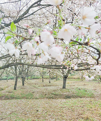 ����Ũ����