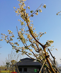 [������]ӣ��������·�Ź�԰