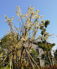 [������]ӣ��������·�Ź�԰