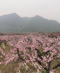 ʮ���һ���ӳ�죬�Ͳ˻��ƴ�����