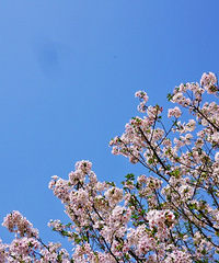 �������ռ�No.52��������ӣ������