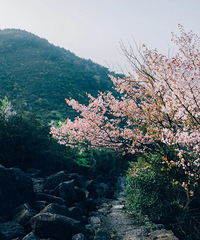 ���ر����ż���������ӣ�����Ѿ���������