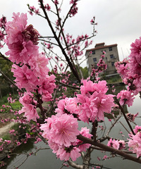 �����۷���������Ⱥ���䣬������ݮ�ڷ�