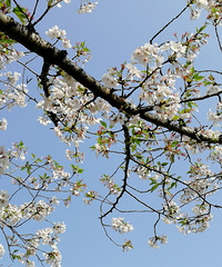 �ٺ�ӣ��������ʱ��Ҫ���ĸ���