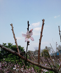 ����ʮ�ﲻ���㣬�������һ���β��