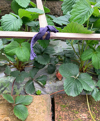 �Լ����ֵĲ�ݮ����ٻ������ã�Ϊʲô��