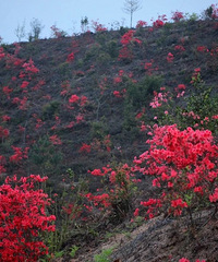 �ž黨�����ˣ����㽭ɽͷȼ��һƬ�������ơ������پ���