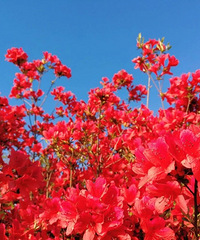 �ž黨�����ˣ����㽭ɽͷȼ��һƬ�������ơ������پ���