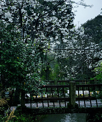 �����滨�Ĵ�ׯ[��ɽ]��ǧ��Ŵ����滨������ã�