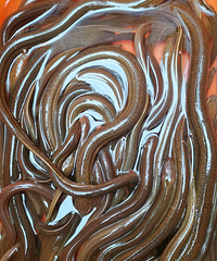 Ұ�������ͻ�����ȥ�곤�˲���