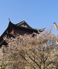 �ų�ǽ�µ�ӣ�����齭�ϵ��Ͳ˻�