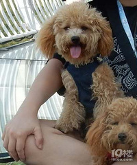 ����ׯǧԪѰ��