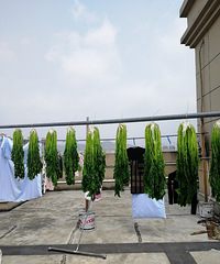 [������]����ʮ�ﻨ��ˣ�ɹ�˸�