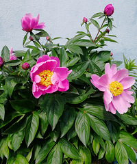 [������]����һ�����£���ҩ�����ڿ���