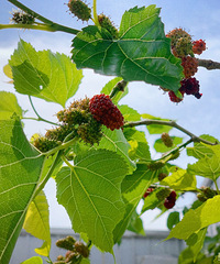 �������ɣ��������