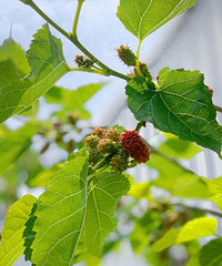 �������ɣ��������