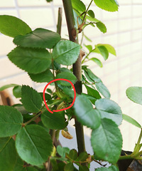 �¼�ϵ��ɫ�������ѿ���ڣ�������ȣ�