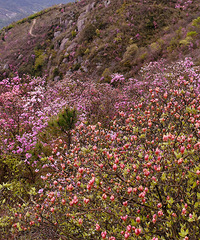 ���ž飬����һĨ�������Է���ɽ