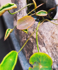 ��   ����