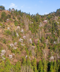 ���侩�����ȼ����������ɭ��������ֵ��������