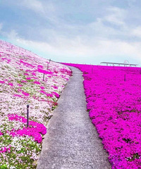 �㶫С�Ǿ��֡����������컨����,400000�O֥ӣ������Ƭɽ