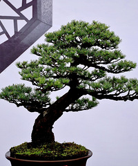 СС�辰����������