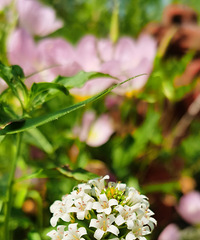 ���μǣ��л���������磬��ĺ����ã�