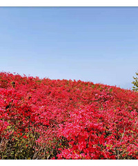 ̫��ɽ��ž黨���ڸ�·�߹���