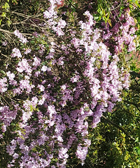 �Լ����ŵ���ɽ�������Ŵ�