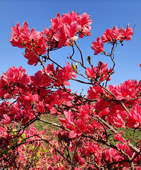 ����һ��ž�죬ɽ�����µĶž黨ʢ��