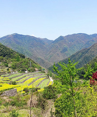 �����������м�֮���������������۵����ӣ����ɽ��