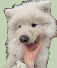 ���������ĦС�ɰ�