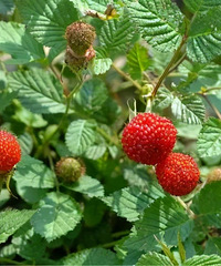 198Ԫһ��ܶ�̨�����Ĵ������ң���ǰ�����ض�