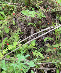 ��������ô����Ұ��ɽ���ºܶ࣬����һ����