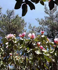 ����һ��ȥ�Ķ���ح�����ƽ��ž鿪����