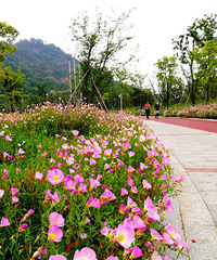 �峿����·�Ź�԰�������ʻ�ʢ�����ǳ�Ư��