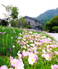 �峿����·�Ź�԰�������ʻ�ʢ�����ǳ�Ư��