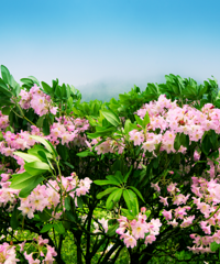 5��1�ų�����̨ϼ�͹ŵ��������������ƽ��ž�