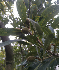 ��÷�Ӷ�Сָͷ���ˣ�����2���¾ͳ����ˣ������Ǵ���