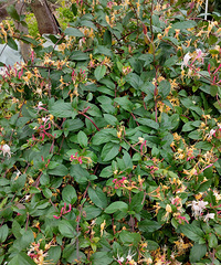 ��ɫ���������������ܲ���ժ���ݲ��