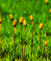 ����ɽ��ӳɽ��