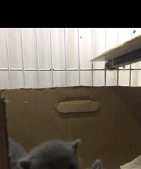 ���Լ�����С��è
