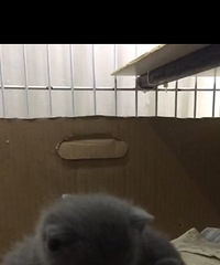 ���Լ�����С��è