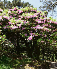 ��̨�����ž黨��Ҫ��5������Ѯ������ʢ��