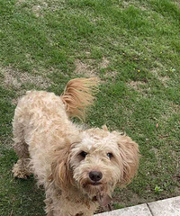 ���󸽽��߶�һֻ�װ�ɫ̩�ϣ��������˿�������������ϵлл