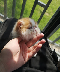 ·�żӷƱ������¼�