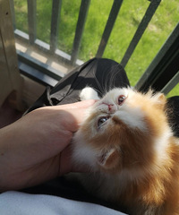 ·�żӷƱ������¼�