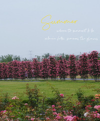 �³��ʻ��ۺ�Ư�������պܳ�Ƭ