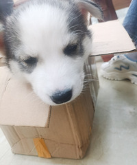 ��û��Ҫ��ʿ�棬����������