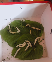 ����ȴ������ɣҶ����������